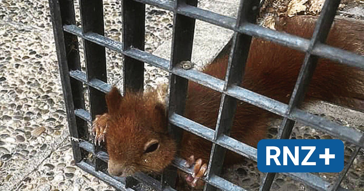 Heidelberg Eichhörnchen steckt mit Köpfchen im Gitter fest