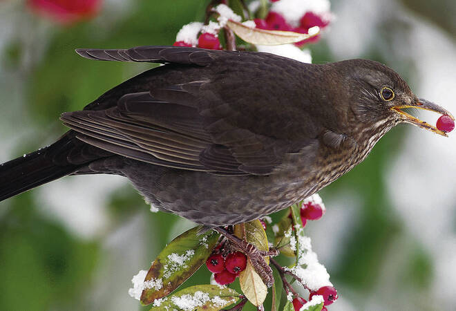 
		Füttern im Winter:  So bereitet man den Vögeln im Garten eine 