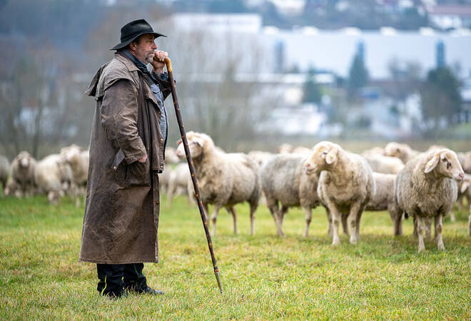 
		Obrigheim/Epfenbach:  Für Peter Haßlingers 600 Schafe geht es nach Hause (plus Fotogalerie)
		