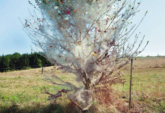 Den Angriff der Gespinstmotte wird dieser Baum nicht