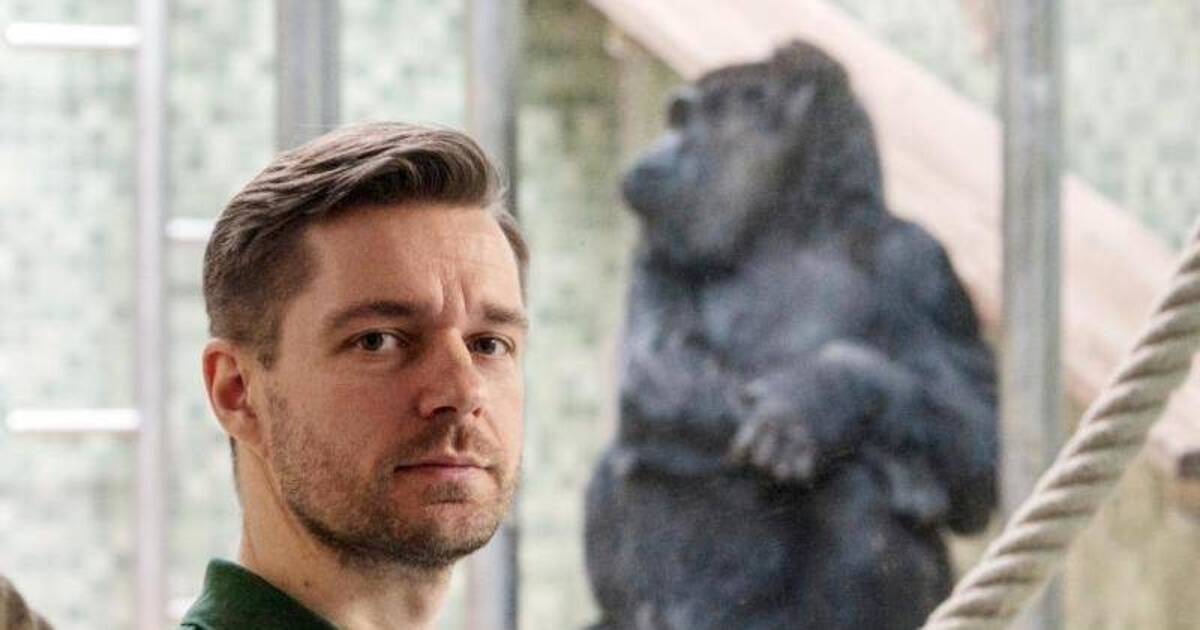 Gorillas als Nachbarn: Wenn Menschen im Zoo leben - Leute - Rhein Neckar ...