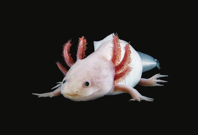 
		Axolotl-Erbgut entschlüsselt:  Ein normaler Computer bräuchte 17 Jahre
		