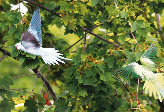 Heidelberg: Blauer Papageien-Mutant in Neuenheim entdeckt - Nachrichten