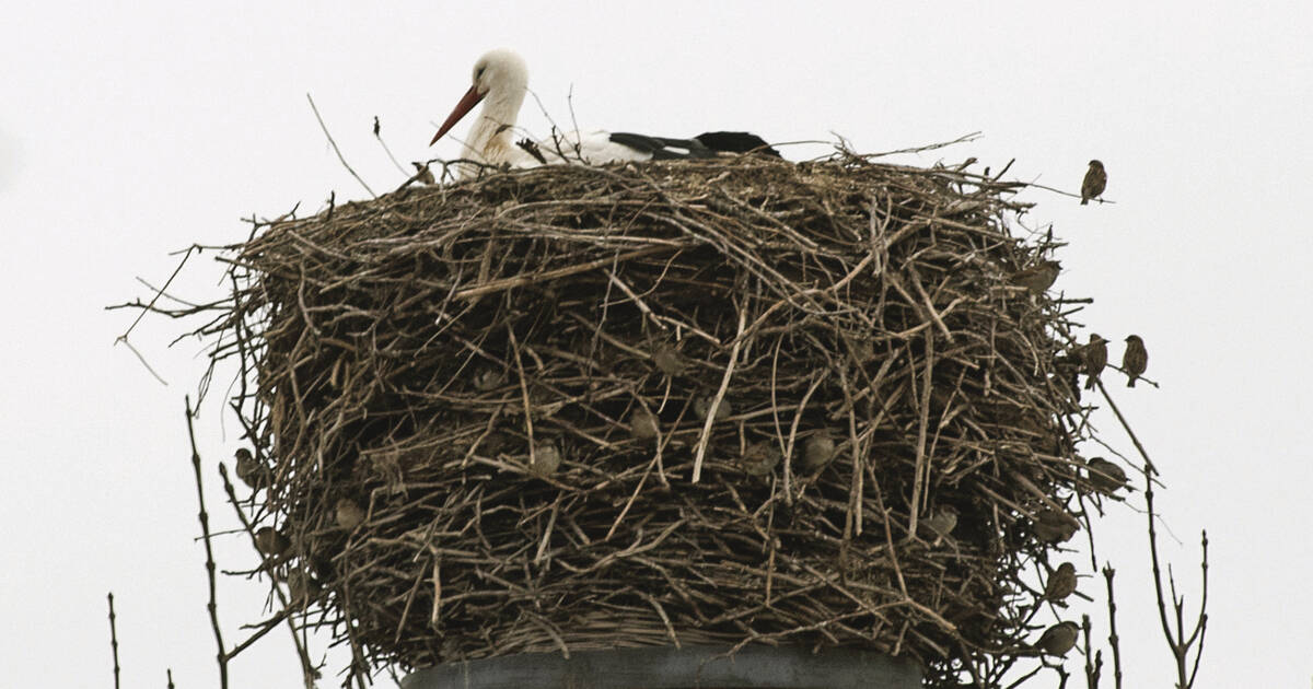 Weinheim: The first storks are back – Bergstrasse