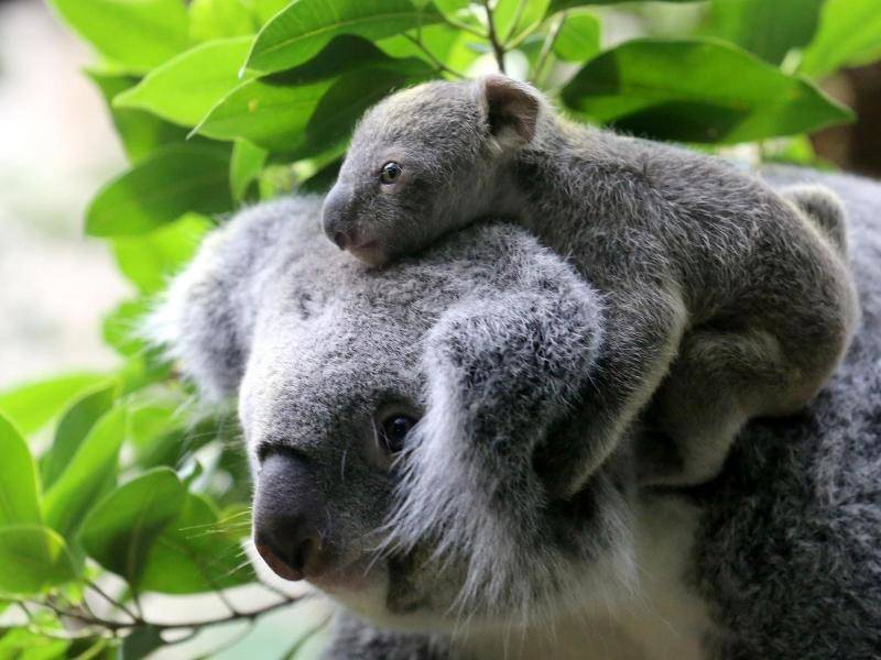 Koalas Zur «gefährdeten Art» In Queensland Erklärt - Wissenschaft - RNZ