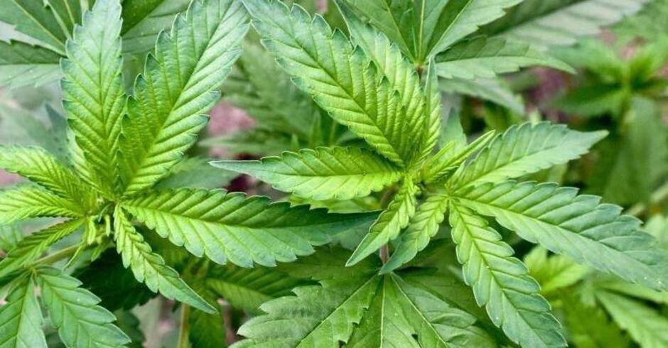 Koalitionsvertrag Grun Schwarz Will Cannabis Eigenbedarf Auf Zehn Gramm Erhohen Sudwest Rnz