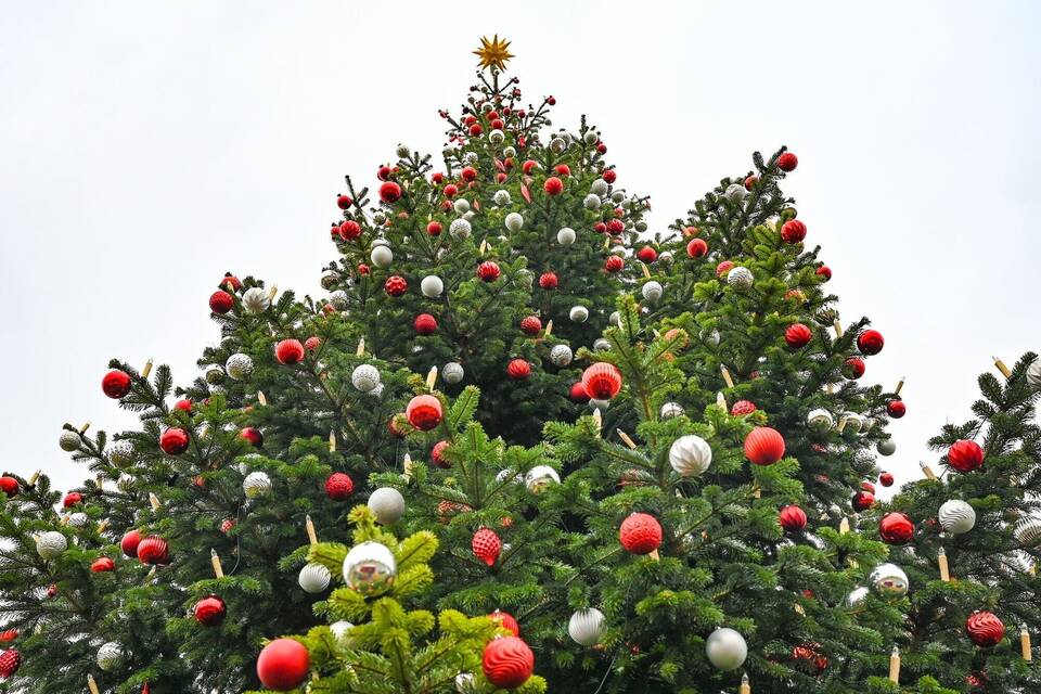 Brauchtum Weihnachtsbaum wird immer mehr zum Adventsbaum Panorama