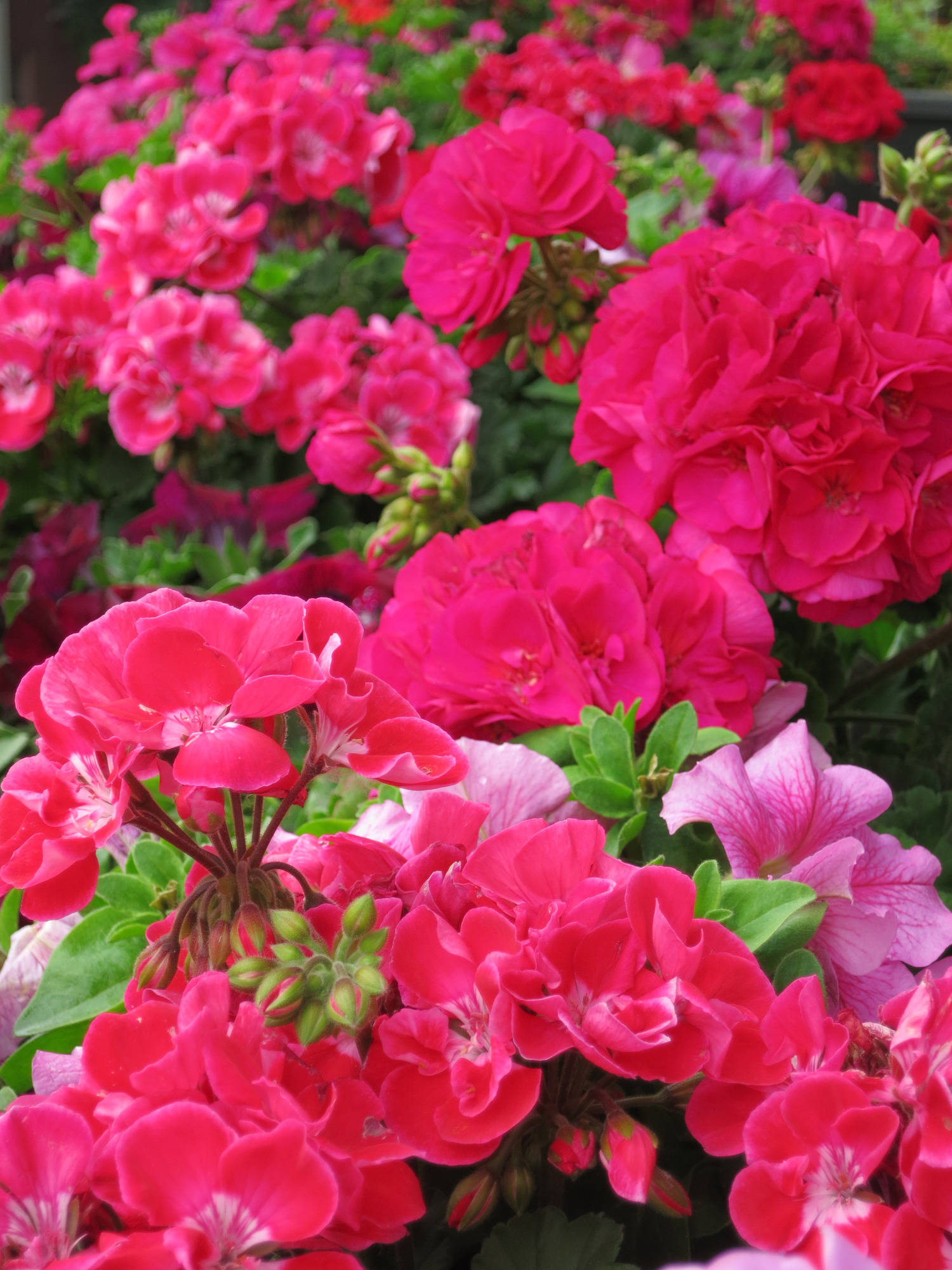 Pelargonien im Februar aus dem Winterschlaf holen - Haus ...