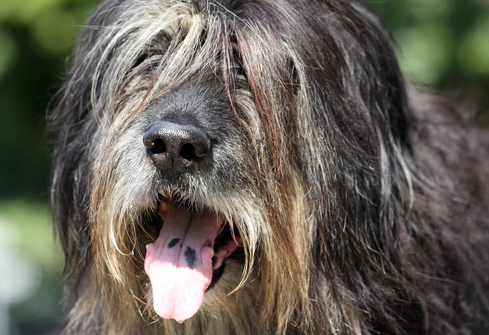 Gegenstand verschluckt So helfen Halter ihrem japsenden Hund Rhein