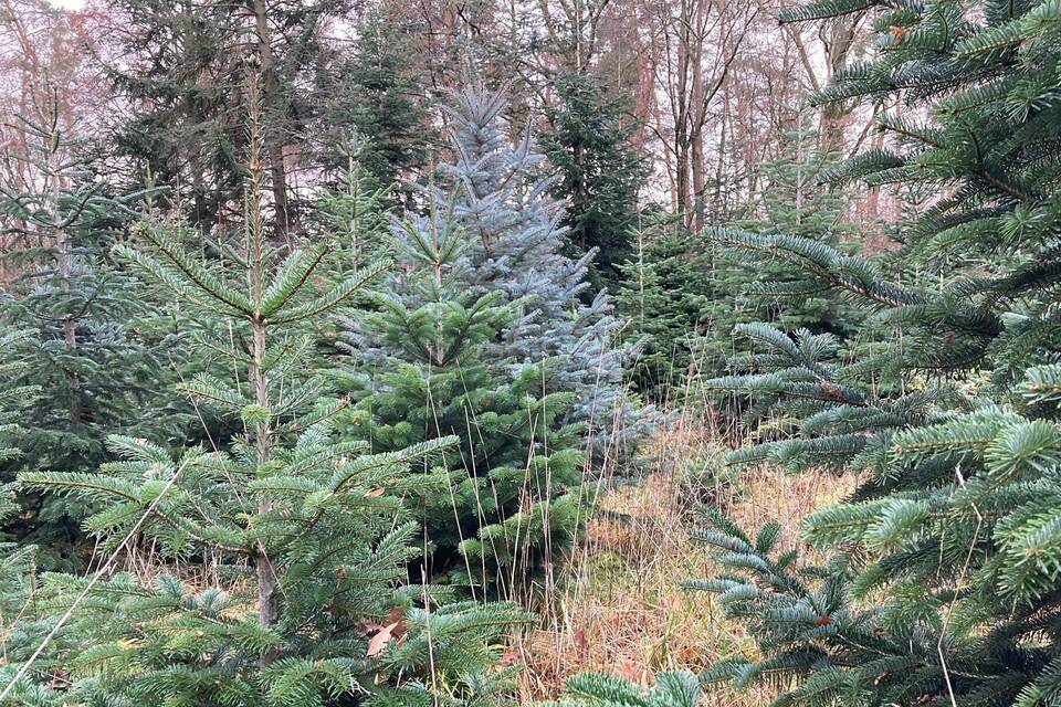 Wiesloch Den Weihnachtsbaum selber schlagen RheinNeckar