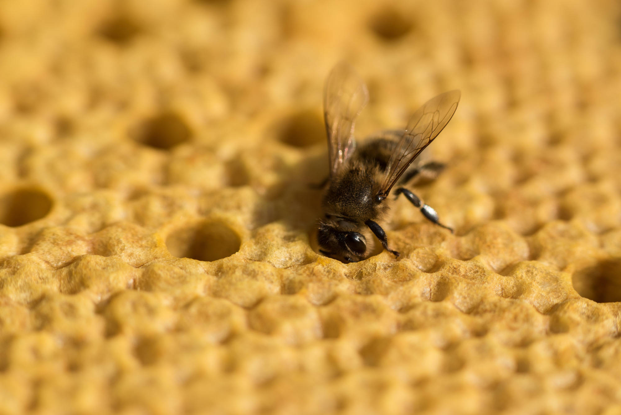 Hidden bee. Ареал медоносной пчелы. Пчелиный клещ варроа. Прополис пчелиный. Среда обитания пчел.