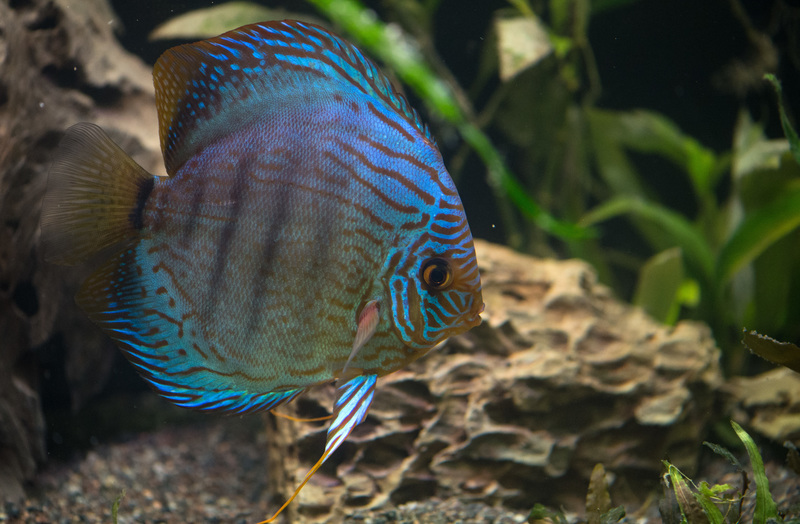 Wunderschön und charakterstark - Buntbarsche im Aquarium halten - Rhein