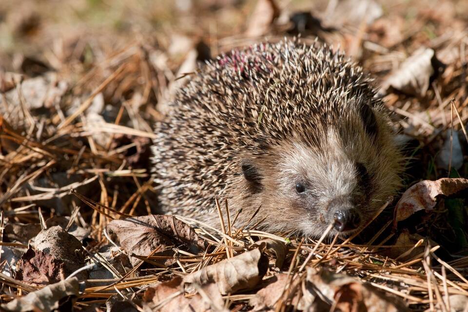 Igel - neutrale BU