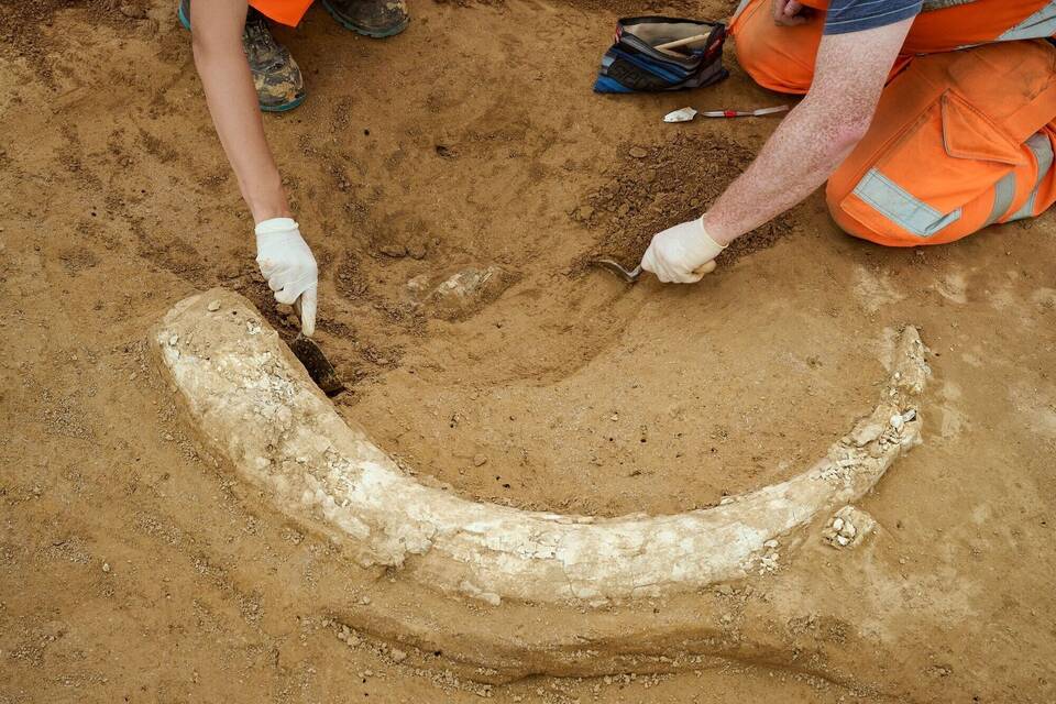 Mammutzahn auf Baustelle entdeckt Mammutzahn auf Baustelle entdeckt