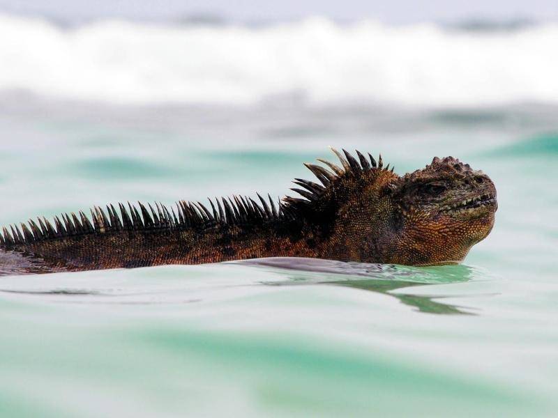 Galapagos-Inseln: Godzilla lebt: Forscher benennen ...