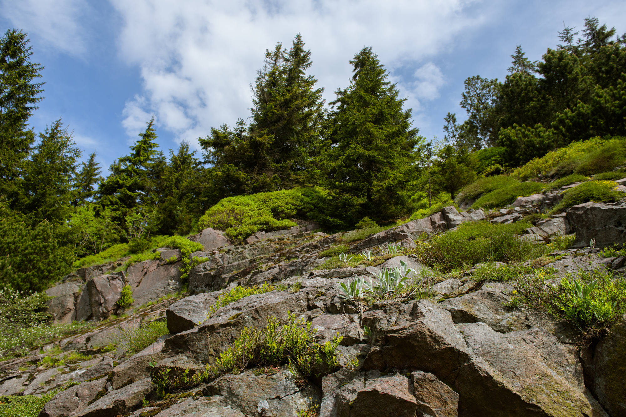 Einen Steingarten Anlegen Die Bergwelt Im Vorgarten Haus Garten Rnz