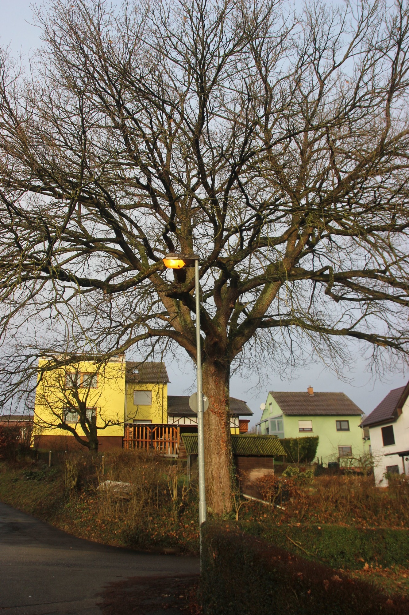 Neckarbischofsheim ProblemEiche muss einige Äste lassen