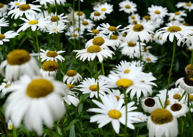 Margeriten Im Garten Die Besten Freundinnen Von Mohn Und Kornblume Haus Garten Rnz