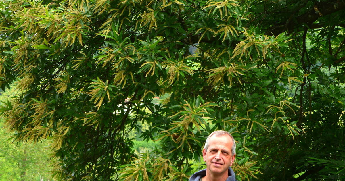 Baum des Jahres Bestand an Eberbacher Esskastanien ist