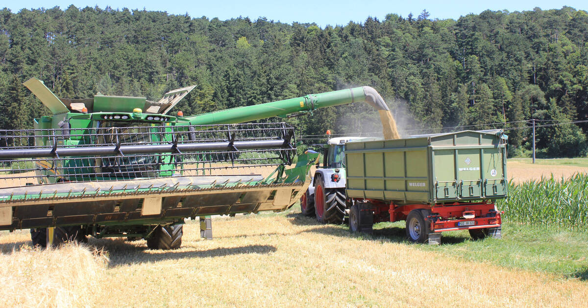 Hitze Und Trockenheit: Rund Um Buchen Muss Extrem Früh Geerntet Werden ...