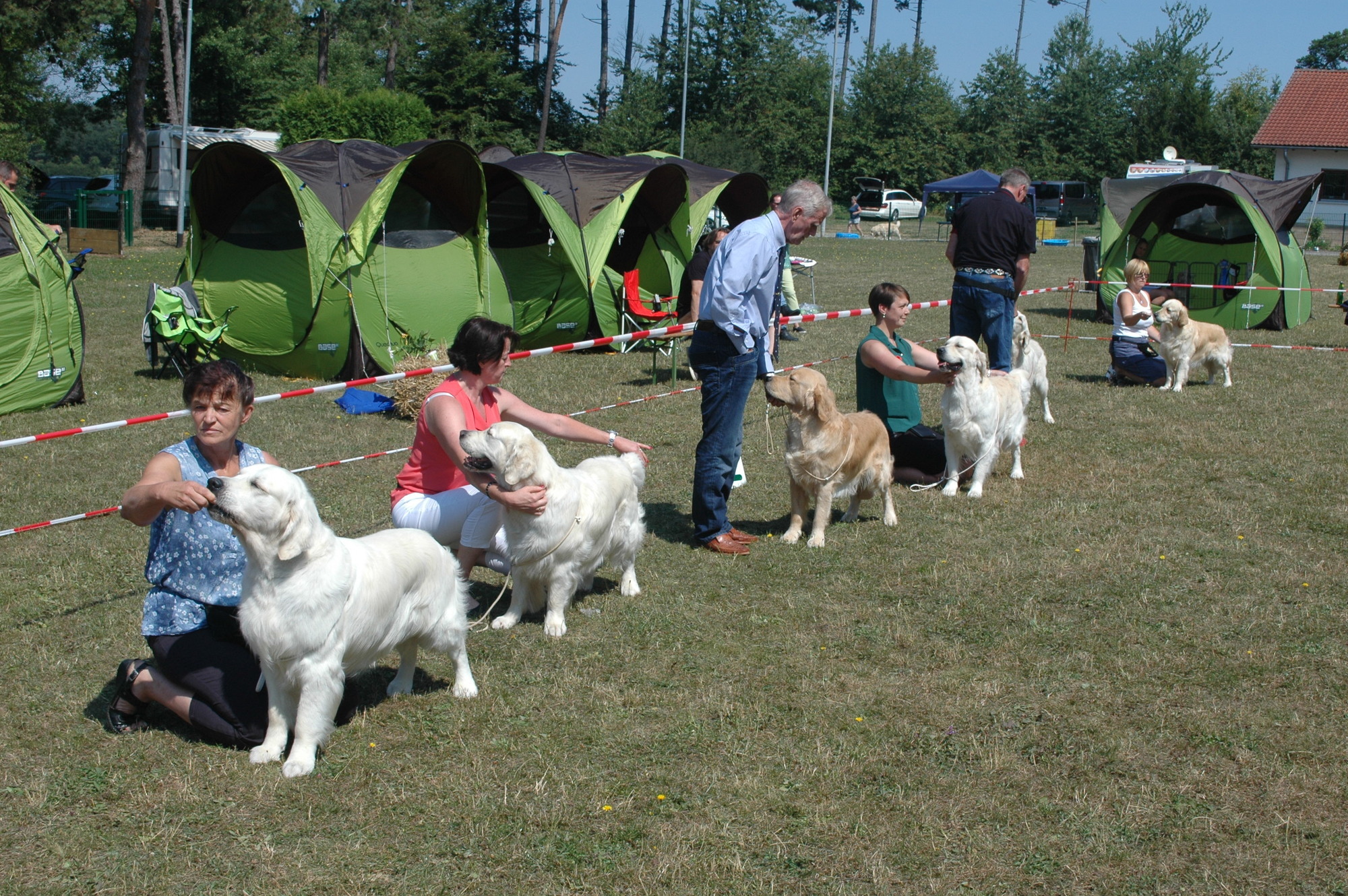 Rassehundeausstellung Walldurn Die Besten Und Schonsten Golden Retriever Ausgezeichnet Buchen Rnz