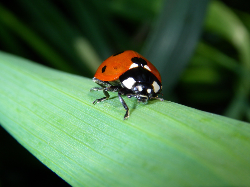 Lastige Hausgaste Welche Insekten Im Haus Sogar Nutzlich Sind