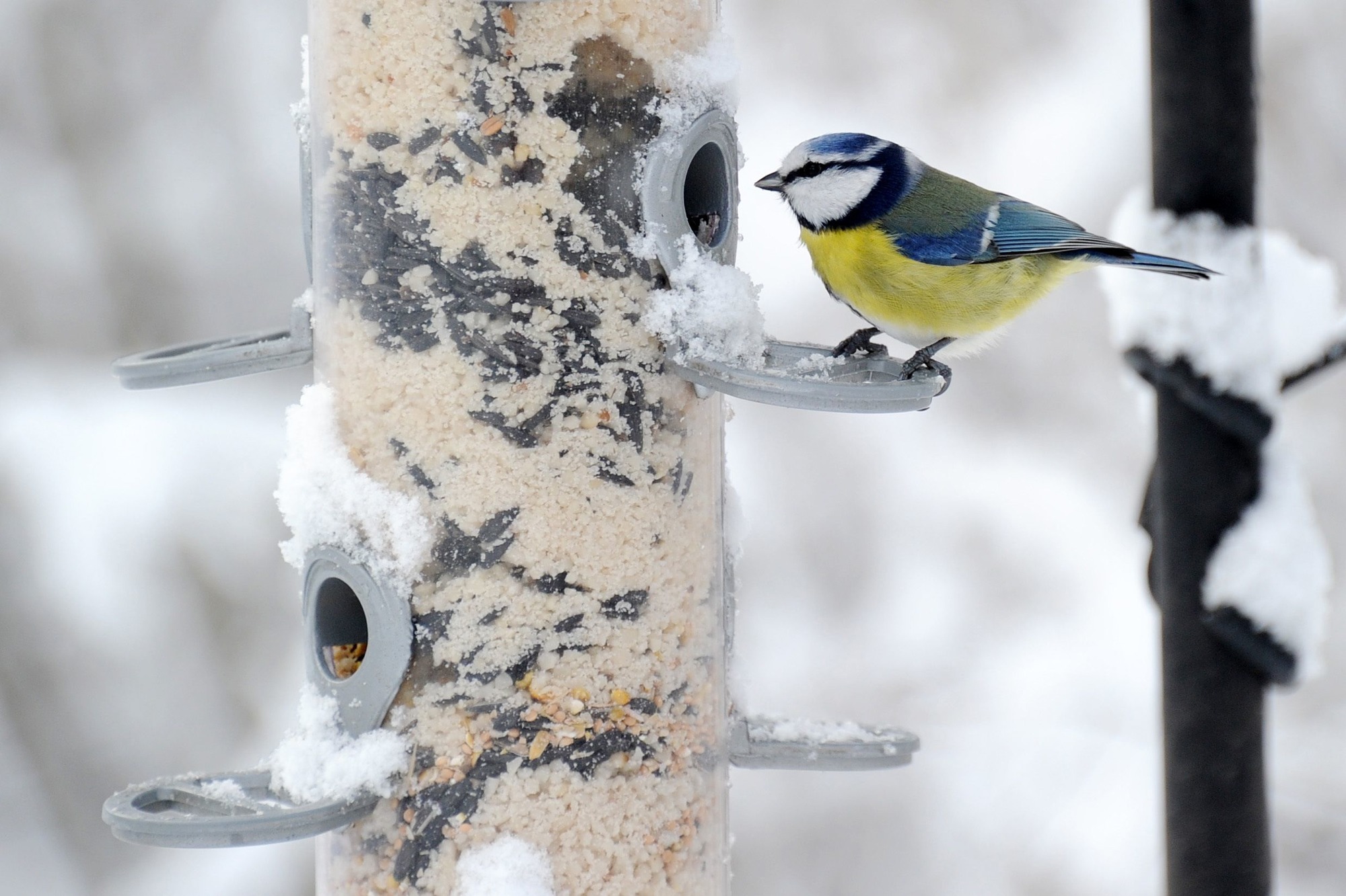 Wintervogel Zahlen Meisen Und Amseln Im Garten Zahlen Rhein