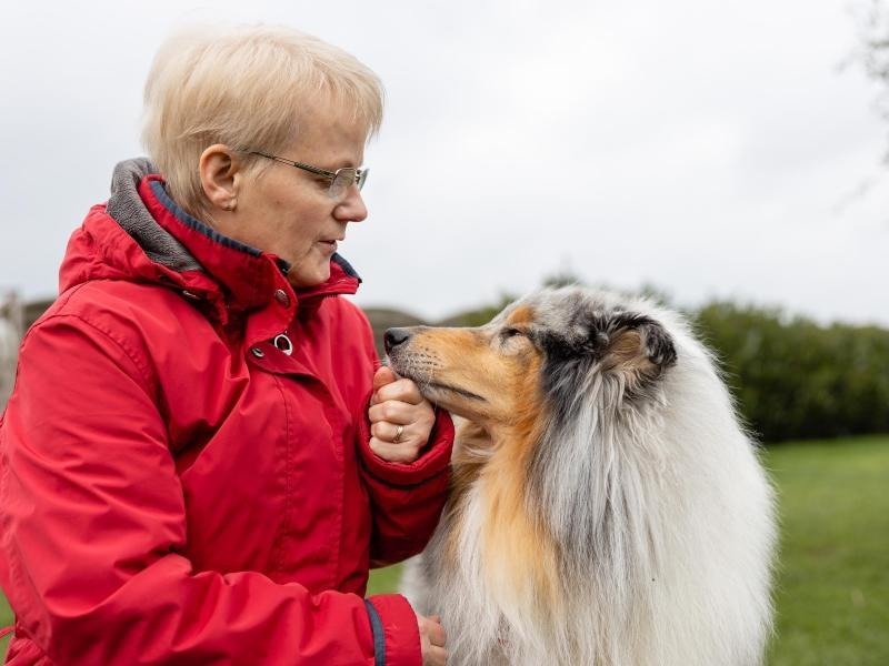 Ein Hund wie Lassie braucht viel Pflege RheinNeckarZeitung