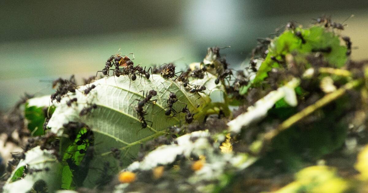 Unerwünschte Mitbewohner: Ameisen im Garten bekämpfen ...